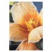 Книга канц. тв.пал. А4 192арк # офс. AXENT 8423-27-A Flora, жовта /8423-27-A/