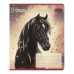 Зошит  24арк. # ZiBi 1770 HORSES (20) /ZB25.1770K/